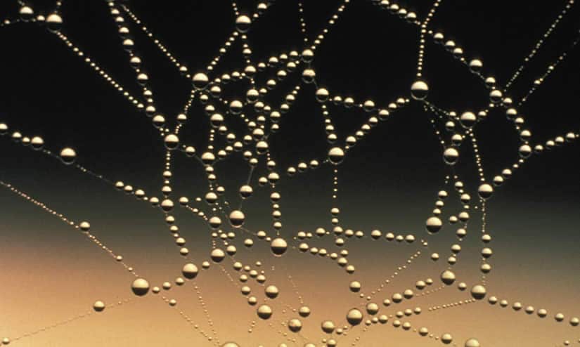 spider web links