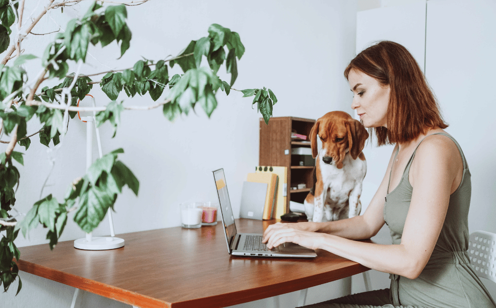 A woman in a green dress writes on her laptop. She is sitting at a wooden desk with a floor plant overhanging. A dog, a  beagle, sits on the desk looking at the screen.
